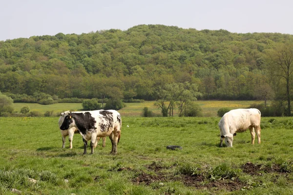 Vacas Coloridas Pastando Cerca Del Bosque Durante Día — Foto de Stock