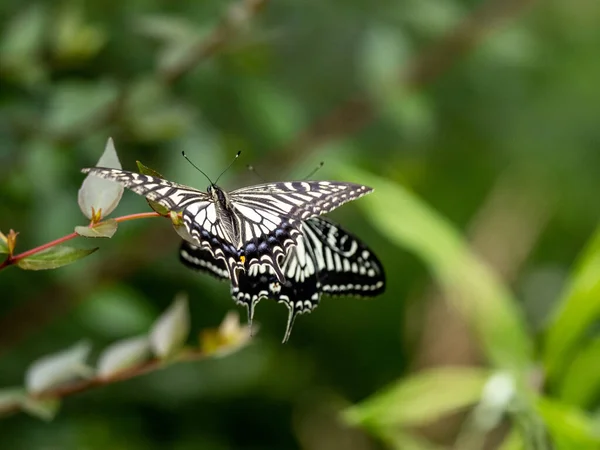 Closeup Beautiful Chinese Yellow Swallowtail Papilio Xuthus Butterflies Sitting Plant — Stock Photo, Image