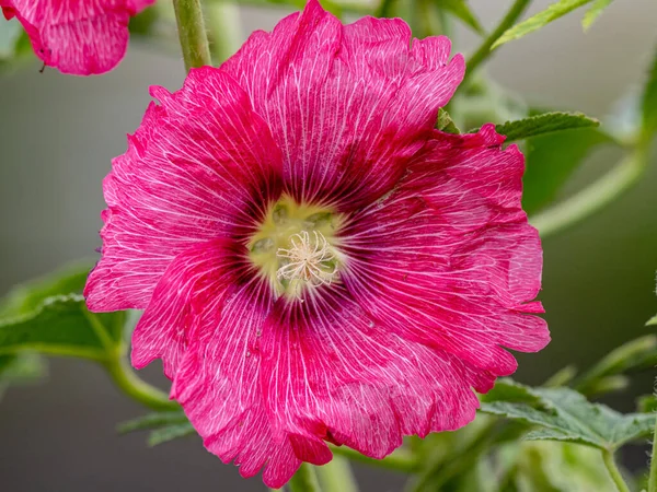 Красивые Розовые Соломенные Цветки — стоковое фото