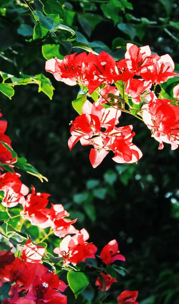 Vertical Shot Exotic Red Blossoms Branch Tree — Stock Photo, Image