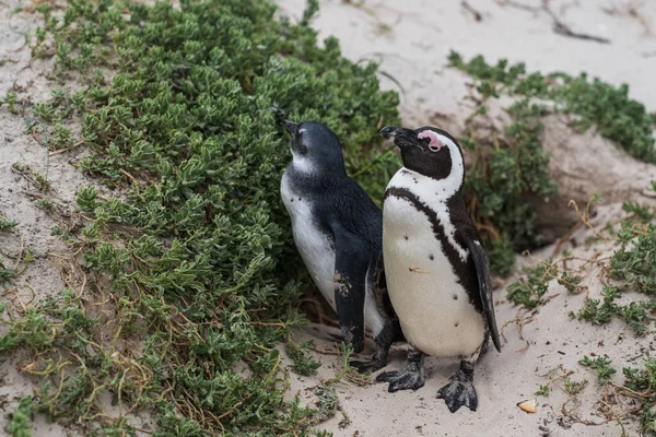 Duas Espécies Ameaçadas Pinguins Africanos Que Caminham Costa — Fotografia de Stock