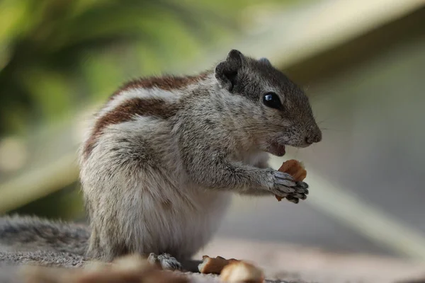 Selective Focus Shot Adorable Gray Squirrel Eating Cookie Standing Stone — Stock Photo, Image