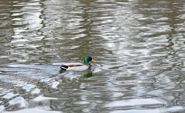 Vacker Manlig Gräsänder Flyter Den Fridfulla Sjön — Stockfoto