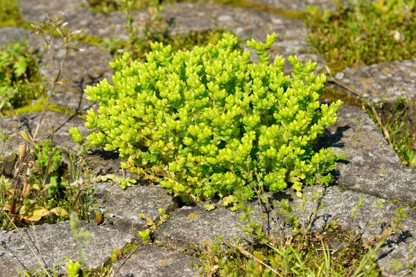 金苔藓石榴 Sedum Acre植物的特写 — 图库照片