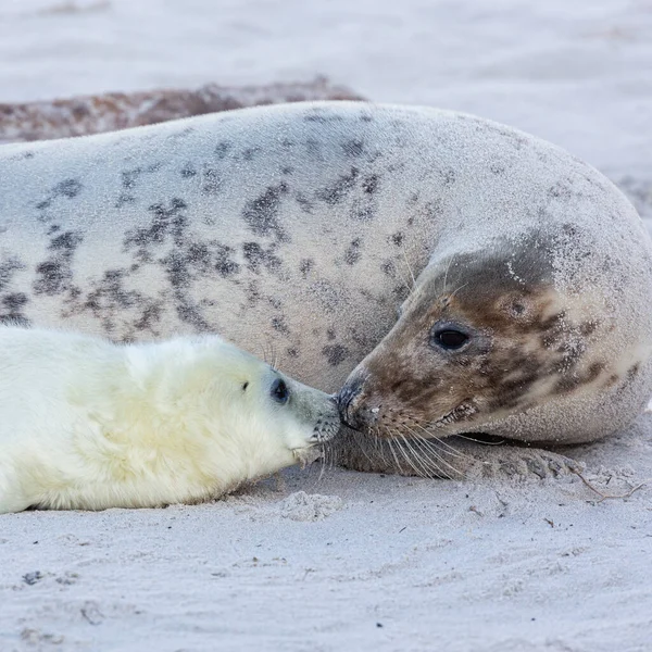 Una Foca Gris Madre Cachorro Pegan Sus Narices Juntas Para — Foto de Stock