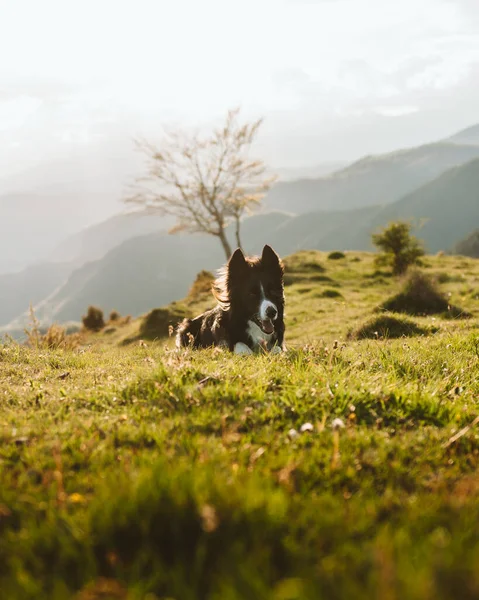 背景是高山的开阔田野中的边境牧羊犬的垂直镜头 — 图库照片