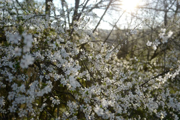 背景に白梅の花のクローズアップがあります — ストック写真