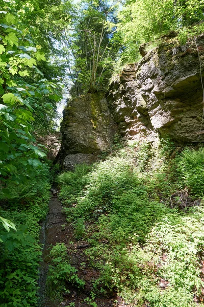 Tir Dans Une Forêt Rocheuse — Photo