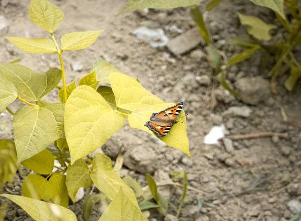 Detailní Záběr Oranžového Motýla Sedícího Rostlině Chycené Manali Himachal Pradesh — Stock fotografie