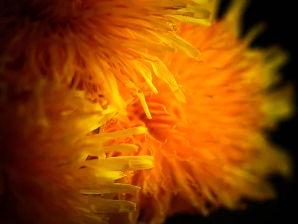 Eine Nahaufnahme Eines Löwenzahns Mit Gelben Blütenblättern Auf Schwarzem Hintergrund — Stockfoto