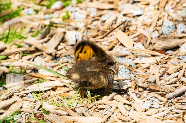 Uma Foto Close Bebê Bonito Patinho — Fotografia de Stock