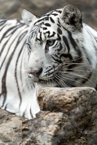 Close Vertical Belo Tigre Branco — Fotografia de Stock