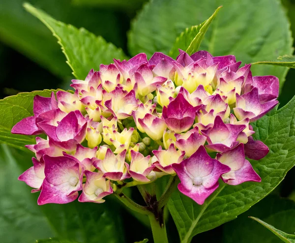 紫と黄色の紫陽花の花の低木の閉鎖 — ストック写真