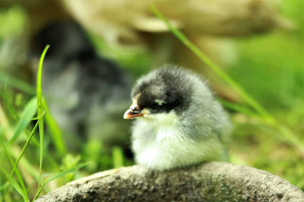 Egy Közeli Kép Egy Aranyos Kiscsibéről Aki Vizet Iszik — Stock Fotó