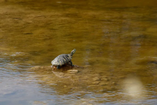 Gros Plan Une Tortue Dans Eau — Photo