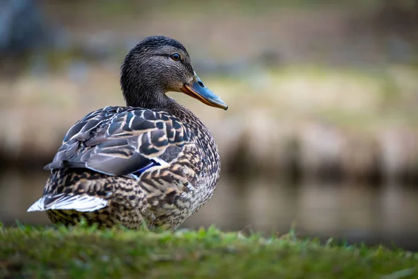 Gros Plan Canard Brun Mignon — Photo