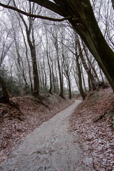 Una Strada Nella Foresta Autunnale Con Alberi Audaci Foglie Cadute — Foto Stock