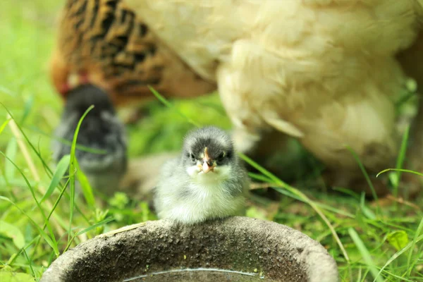 Egy Közeli Kép Egy Aranyos Kiscsibéről Aki Vizet Iszik — Stock Fotó