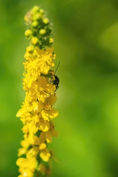 Der Käfer Auf Agrimony Agrimonia Eupatoria Blüht Mit Kopierraum — Stockfoto