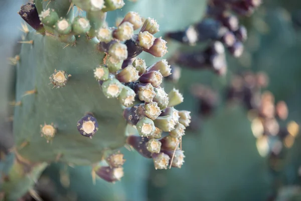 Detailní Záběr Popelavě Zbarveného Kaktusu Rozmazaném Pozadí — Stock fotografie
