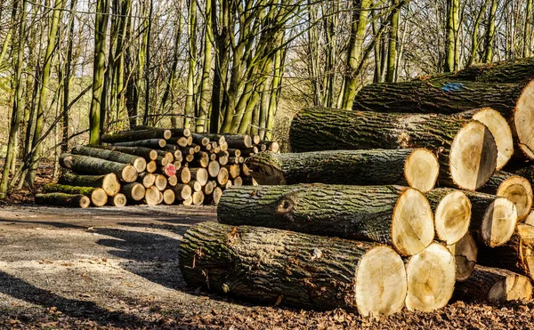 Eine Ländliche Landschaft Mit Holzstapeln Wald — Stockfoto