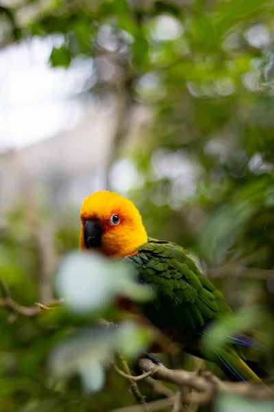 Ένα Όμορφο Πλάνο Ενός Αγαπητού Παπαγάλου Του Ήλιου Aratinga Solstitialis — Φωτογραφία Αρχείου