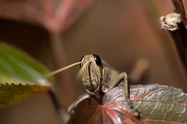 Cabeza Saltamontes Marrón Mira Sobre Borde Una Hoja —  Fotos de Stock