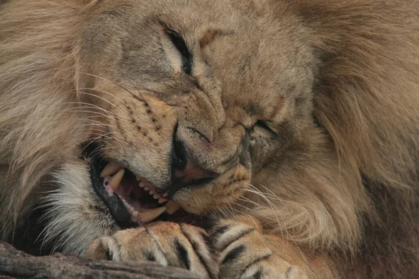 Een Close Shot Van Een Leeuw Zijn Glorie — Stockfoto