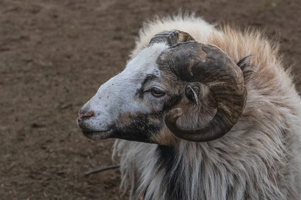 Een Close Shot Van Het Hoofd Van Een Europees Schaap — Stockfoto