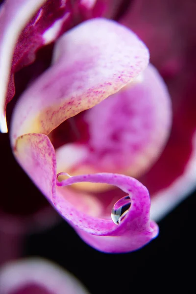 Close Uma Gota Água Uma Pétala Orquídea Traça — Fotografia de Stock