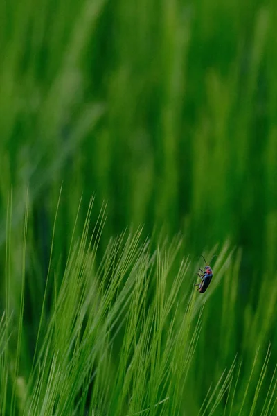 Colorful Bug Perching Wheatear — 图库照片