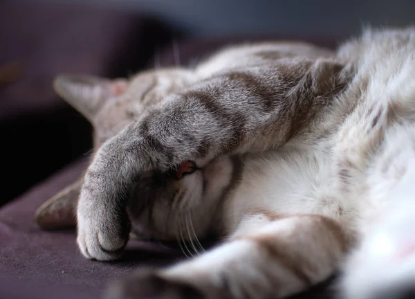 一只可爱的猫躺在床上 一只爪子放在脸上的画像 — 图库照片