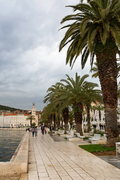 Split Croatia Απρ 2014 Φοίνικες Μπροστά Στη Θάλασσα Στο Σπλιτ — Φωτογραφία Αρχείου