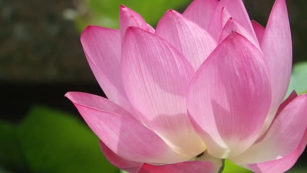 Fleur Lotus Rose Dans Jardin — Video