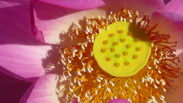Närbild Vacker Rosa Blomma — Stockvideo