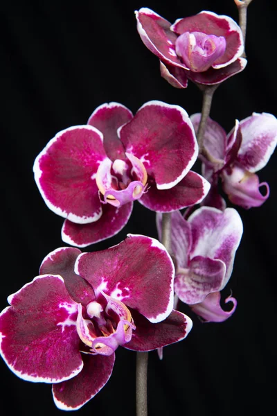 Fioletowa Orchidea Ćma Rozkwicie — Zdjęcie stockowe