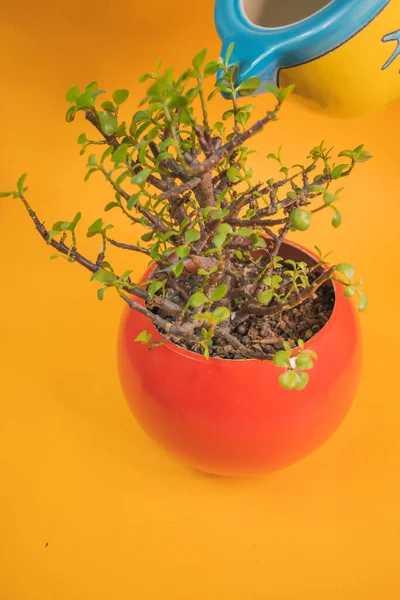 Κάθετη Λήψη Φυτού Γλάστρα Απομονωμένη Κίτρινο Φόντο — Φωτογραφία Αρχείου