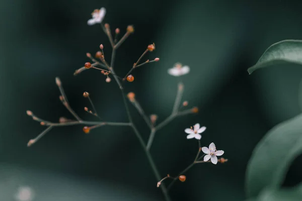 Una Planta Con Flores Sobre Fondo Oscuro Borroso —  Fotos de Stock