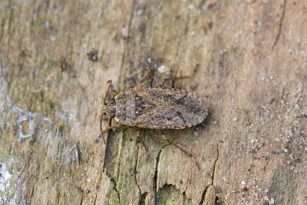 Крупним Планом Рідкісний Брудний Жук Emblethis Denticollis Шматку Деревини — стокове фото