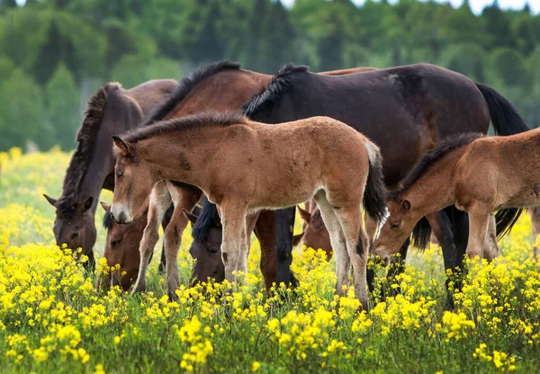 Harras Caballos Marrones Potros Pastando Campo Prados —  Fotos de Stock