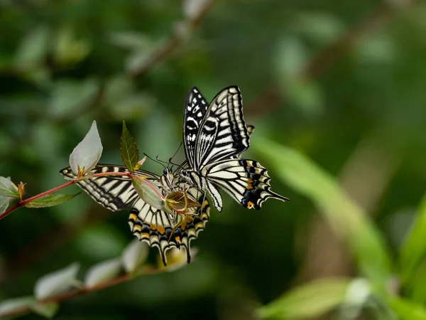 美丽的中国黄燕尾蝶 坐在植物上的特写 — 图库照片