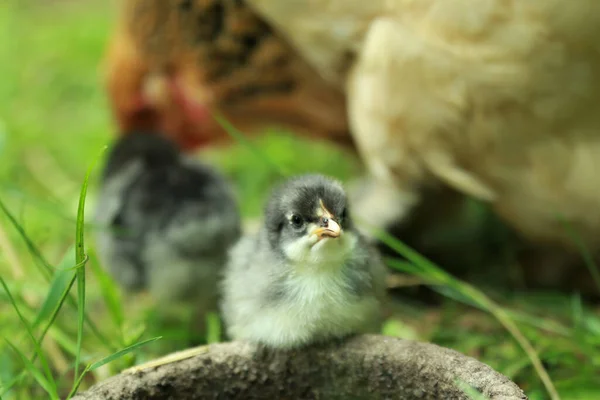 Egy Közeli Kép Egy Aranyos Kiscsibéről Aki Vizet Iszik — Stock Fotó