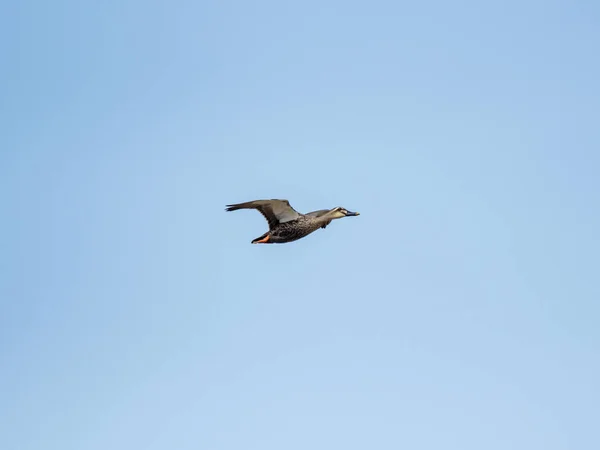 Gökyüzünde Süzülen Doğu Benekli Ördeğin Anas Zonorhyncha Alçak Açısı — Stok fotoğraf