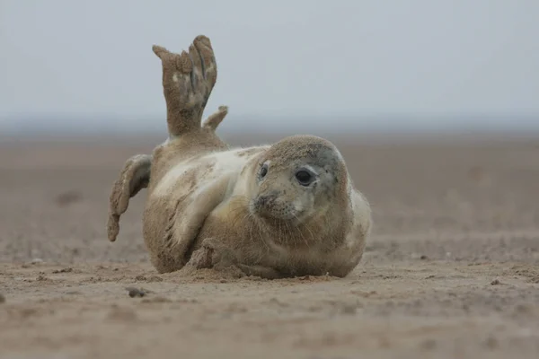 Eine Selektive Fokusaufnahme Einer Robbe Einem Sandstrand — Stockfoto