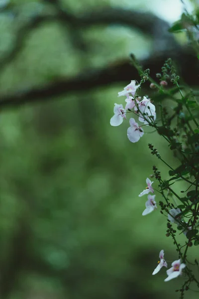 Plan Vertical Fleurs Phlox Blanc — Photo