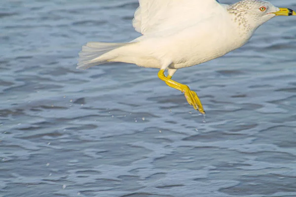 Primer Plano Una Gaviota —  Fotos de Stock