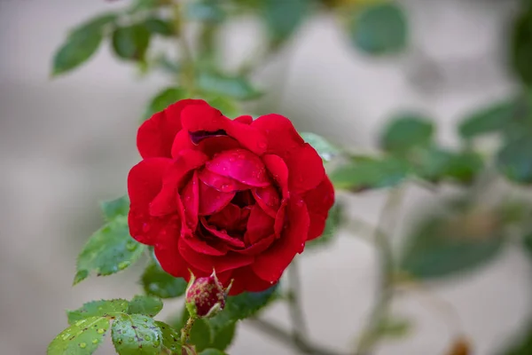 Zbliżenie Ujęcia Czerwonej Róży Pokrytej Kropelkami Wody Rozmytym Tle — Zdjęcie stockowe