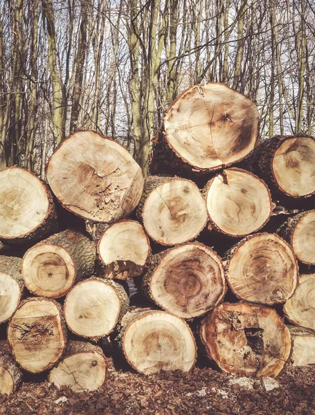 Vertical Shot Cut Lumber Forest — Stock Photo, Image