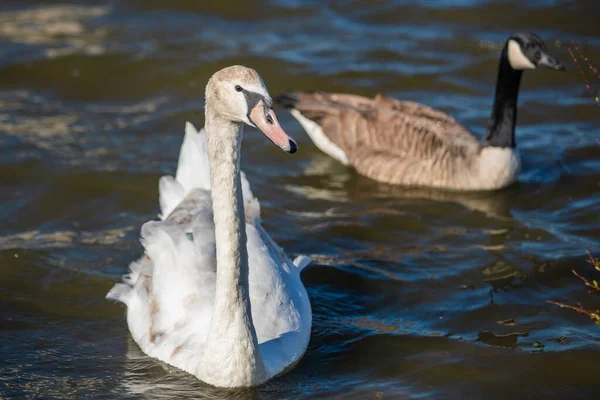 Cisne Mudo Joven Con Ganso Lago — Foto de Stock