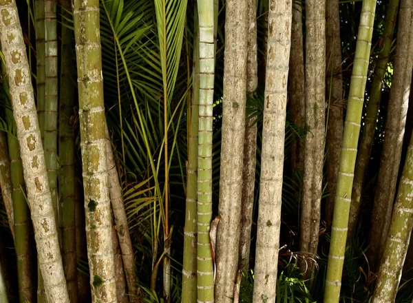 Closeup Shot Growing Bamboo Forest — Stock fotografie